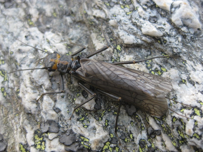 Grande plecottero famiglia Capniidae ?